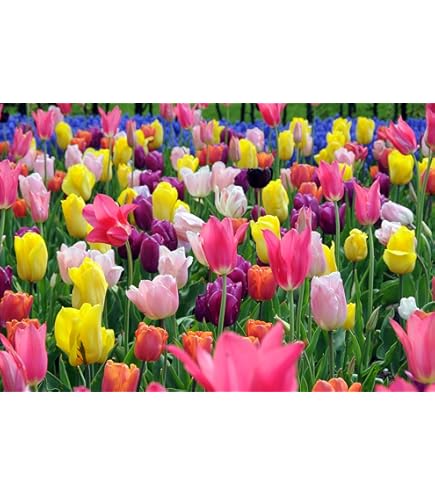  レア　チューリップブロッサム Amazon | はなみどり 原種系ミニチューリップ ブライトジェム